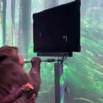 Según Elon Musk, un mono puede hacer telepatía gracias a Neuralink | Video